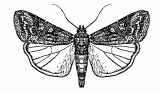 Beet armyworm adult